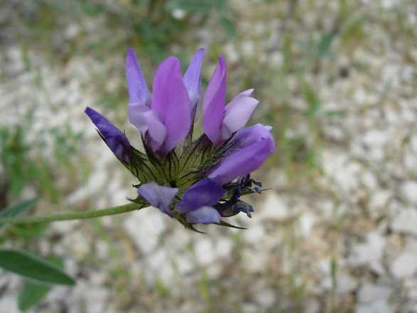 Fleur de psoralée bitumineuse ou Herbe au bitume